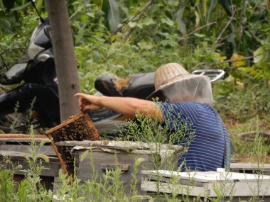 Dengfeng, Henan Province, China - August 22, 2016: A beekeeper in protective clothing collects honey from a hive in Dengfeng, China. clipart