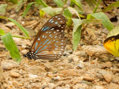 An electric blue glassy tiger butterfly at Kaeng Krachan National Park in Thailand. clipart