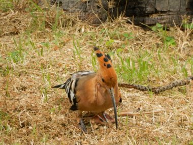 A Eurasian Hoopoe in a park in Luoyang, China. clipart