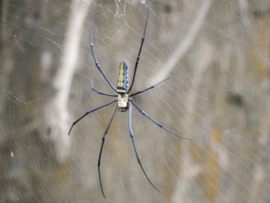 A large golden-orb weaver spider in its web in Kaeng Krachan National Park in Thailand. clipart