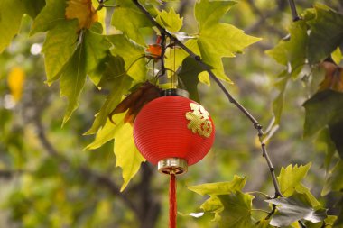 Luoyang 'daki Longmen Grottoes' taki bir ağaca asılı bir Çin feneri.