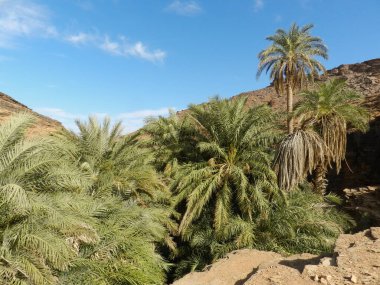Moritanya 'daki Atar yakınlarındaki Sahra Çölü' ndeki Terjit Oasis 'te palmiye ağaçları ve dağlar..