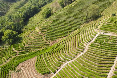Longjing Çay Terasları ni Hangzhou, Çin