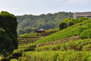 Hangzhou Çin 'deki Longjing Çay Terasları