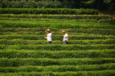 İki çiftçi Hangzhou, Çin 'deki Longjing çay teraslarından geçtiler.