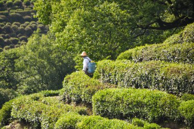 Green Tea Terraces at Longjing in Hangzhou China clipart