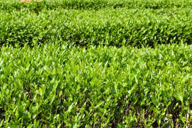 Çin 'in Hangzhou şehrinde Yeşil Çay Yaprakları' nın yakın çekimi