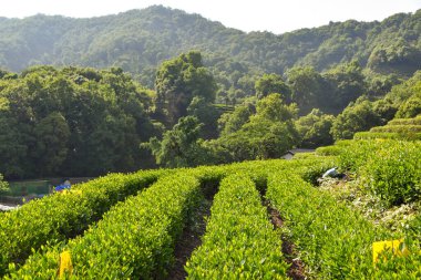 Verdant green frields of the Longjing Tea terrace in Hangzhou, China clipart