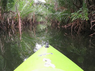 Kampot 'taki Praek Tuek Chhu Nehri' ndeki Yeşil Katedral Döngüsü 'nde kayak yaparken.