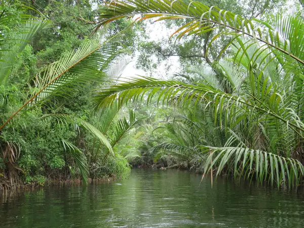 Kamboçya, Kamboçya 'daki Yeşil Katedral olarak bilinen Praek Tuek Chhu Nehri üzerindeki orman kemeri.