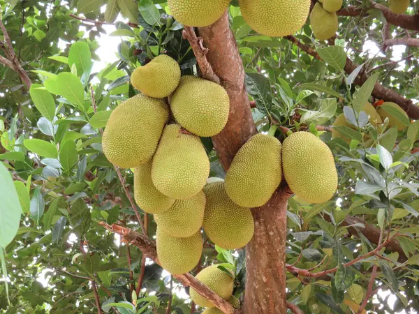 Kep, Kamboçya 'da Bir Ağaçta Asılı Jackfruit