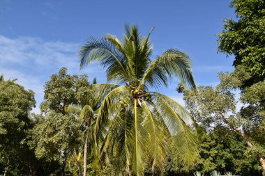 Yazın masmavi gökyüzünün altında palmiye ağaçları