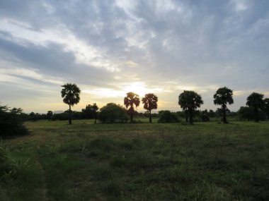 Gün batımında Bagan, Myanmar 'daki bir tarlada tropik ağaçlar