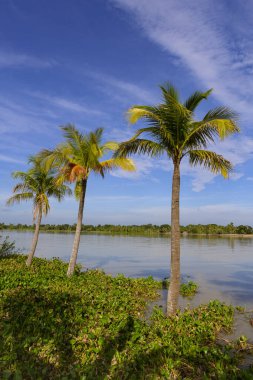 Nehrin yanındaki hindistan cevizi ağacı. Mavi gökyüzü