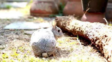 Güzel Tavşan 4k video