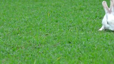 Güzel Tavşan 4k video