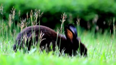 Tavşan 4k video farklı renk 