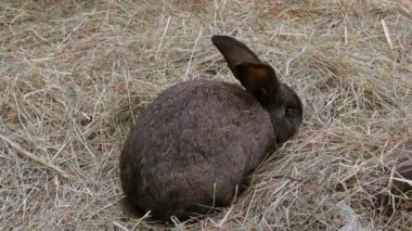 Tavşan 4k video farklı renk 