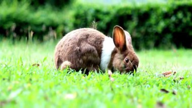 Doğal ortamında ot yiyen sevimli bir tavşan, çarpıcı 4K Ultra HD ile yakalandı. Doğa, vahşi yaşam ve hayvan temalı projeler için mükemmel..