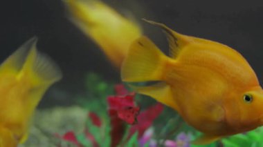 Doğal Yaşam Alanında Oyuncu Tavşan: Büyüleyici 4K Görüntüsü