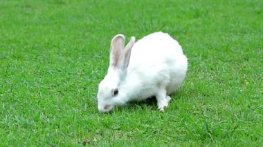 Doğal ortamında ot yiyen sevimli bir tavşan, çarpıcı 4K Ultra HD ile yakalandı. Doğa, vahşi yaşam ve hayvan temalı projeler için mükemmel..
