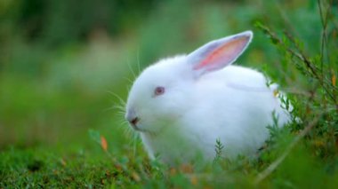 Doğal ortamında ot yiyen sevimli bir tavşan, çarpıcı 4K Ultra HD ile yakalandı. Doğa, vahşi yaşam ve hayvan temalı projeler için mükemmel..