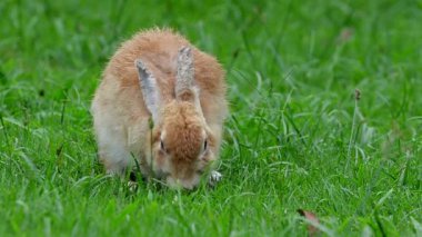 Doğal ortamında ot yiyen sevimli bir tavşan, çarpıcı 4K Ultra HD ile yakalandı. Doğa, vahşi yaşam ve hayvan temalı projeler için mükemmel..