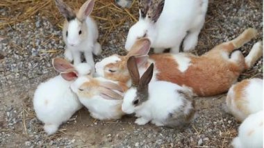 Doğal ortamında ot yiyen sevimli bir tavşan, çarpıcı 4K Ultra HD ile yakalandı. Doğa, vahşi yaşam ve hayvan temalı projeler için mükemmel..