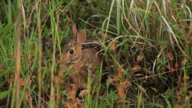 Doğal ortamında ot yiyen sevimli bir tavşan, çarpıcı 4K Ultra HD ile yakalandı. Doğa, vahşi yaşam ve hayvan temalı projeler için mükemmel..