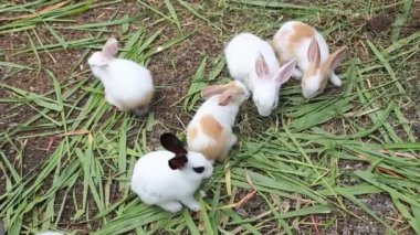 Doğal ortamında ot yiyen sevimli bir tavşan, çarpıcı 4K Ultra HD ile yakalandı. Doğa, vahşi yaşam ve hayvan temalı projeler için mükemmel..