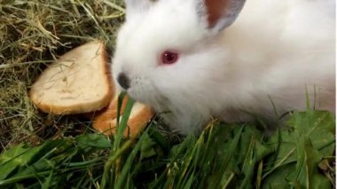 Doğal ortamında ot yiyen sevimli bir tavşan, çarpıcı 4K Ultra HD ile yakalandı. Doğa, vahşi yaşam ve hayvan temalı projeler için mükemmel..