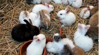 Doğal ortamında ot yiyen sevimli bir tavşan, çarpıcı 4K Ultra HD ile yakalandı. Doğa, vahşi yaşam ve hayvan temalı projeler için mükemmel..