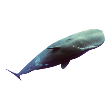 Şeffaf Arkaplanda Derin Okyanus Sularında Balina Yüzüyor