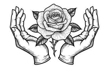 Narin Eller Basit Siyah Çizgiler İçinde Bir Gül Sunar