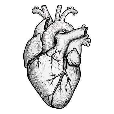 Anatomik Kalp Mürekkep İllüstrasyon Tıp Sanatı Biçimi