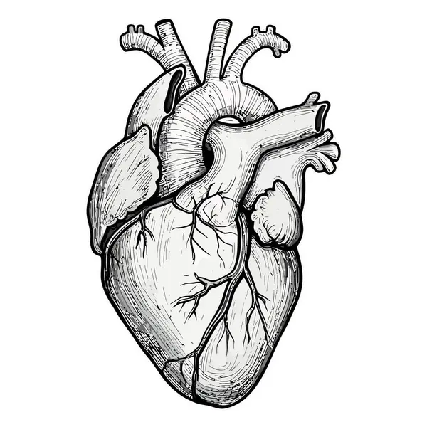 Anatomik Kalp Mürekkep İllüstrasyon Tıp Sanatı Biçimi