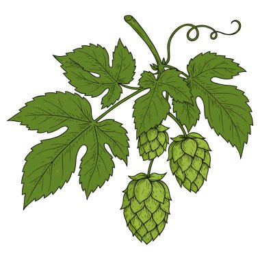 Bahçedeki sarmaşıkta büyüyen Aromatik Hops