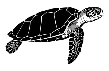 Okyanusta Deniz Kaplumbağası Dünyanın Etrafında Yüzüyor