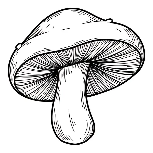 Solungaçlı Yenilebilir Mantarların Ayrıntılı Çizimi