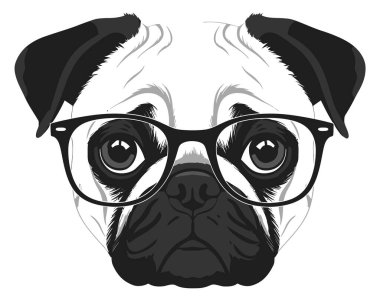 Siyah gözlüklü sevimli pug köpeği. Yakın plan portresi.