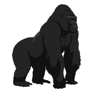 Görkemli Goril Güçlü Bir Gösteride Gururla Duruyor