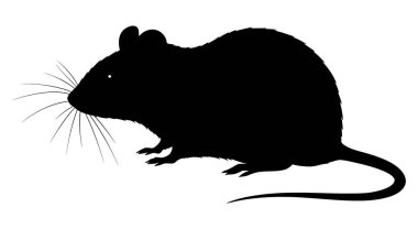 Ortak Ev Fare 'sinin Gizli Dünyasını Keşfe