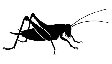 Beyaz arka planda izole edilmiş bir Çekirge Silueti