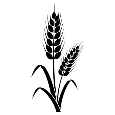 Siyah beyaz buğday saplarının minimalist bir çizimi. Tarım, hasat ya da doğal gıda temaları için mükemmel..
