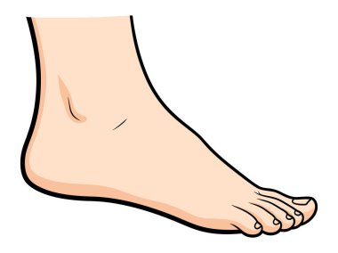 İnsan ayağı anatomisi ve fonksiyon çizimi