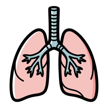 Sağlıklı insan akciğerleri ve nefes borusunun anatomik çizimi