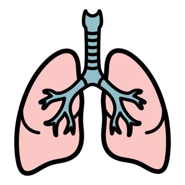 İnsan Ciğerleri ve Solunum Sistemi Anatomisi