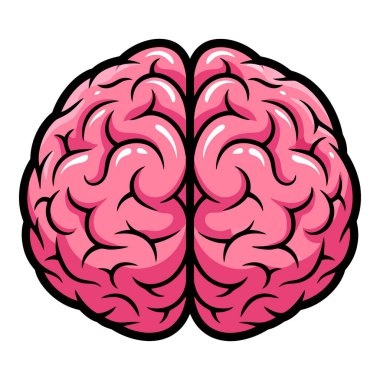 İnsan Beyni Anatomisi ve Beyin ve Beyin Fonksiyonu Açıklandı