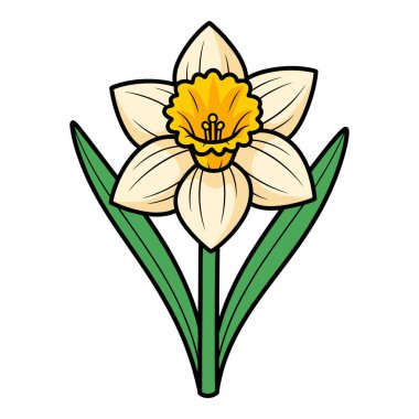 Yeşil Yapraklı Güzel Krem Renkli Nergis Çiçeği ve Sarı Trompet Merkezi