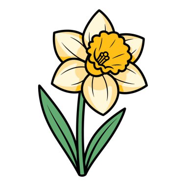 Yeşil yaprakları ve kökü olan sarı nergis çiçeği.